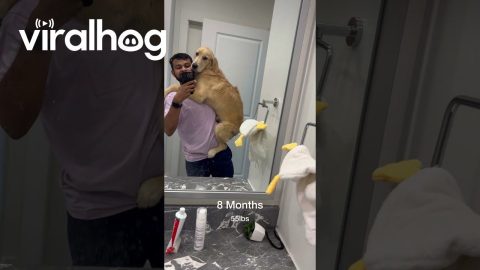 Golden Retriever Grows Up Fast In Selfie Series || ViralHog
