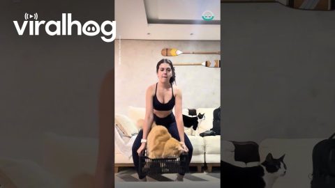 Weight Training with Gordinho the Cat || ViralHog
