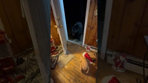 Black Bear Spooked By Toy Won't Close Door || ViralHog