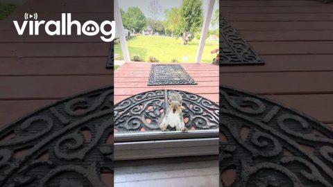 Squirrel Tries to Open Door || ViralHog
