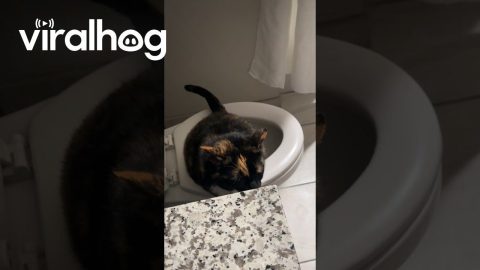 Cat Teaches Itself Toileting Trick || ViralHog