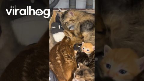 Momma Cat Accepts Nursing Fawn || ViralHog