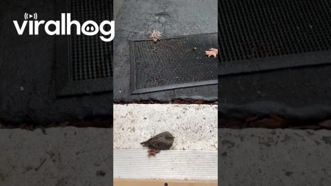Fledgling Mourning Dove Knocks on Door || ViralHog