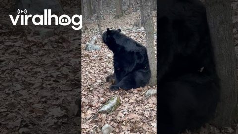 Wild Black Bear Relaxes in the Woods || ViralHog