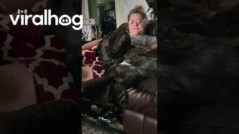 Giant Mastiff Loves His Massage || ViralHog