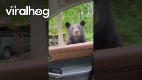 Black Bear Says No Filming || ViralHog