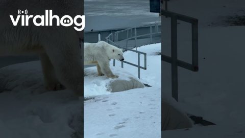Polar Bear Mama and Her Two Cubs || ViralHog