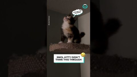Cat Tree Confusion || ViralHog