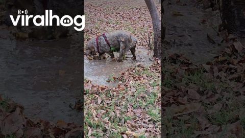 Labrador Retriever Plays in Leafy Mud Puddle || ViralHog