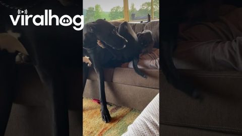 Great Dane Sits On Owner's Face || ViralHog