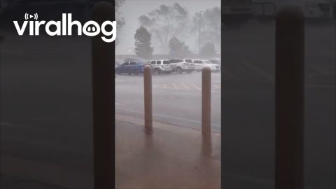 Flower Stand Blown Away In Wind || ViralHog