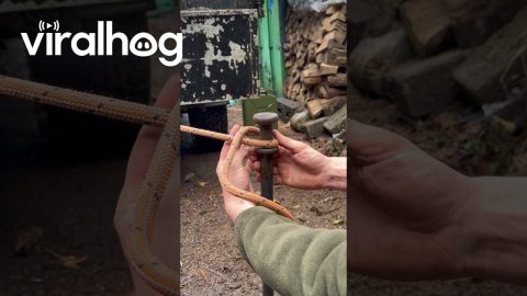 Constrictor Hitch Tied Under Tension || ViralHog