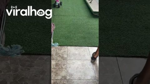 Weird Dog || ViralHog