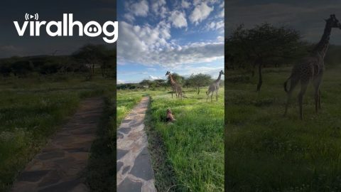 Woman Falls In Grass Near Giraffes || ViralHog