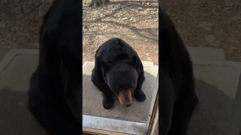 Black Bear Follows Commands Like Dog || ViralHog