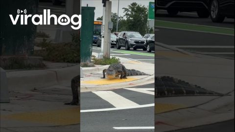 Crocodile Following Traffic Laws || ViralHog