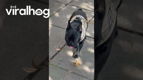 French Bulldog's Sticky Slobber Traps Leaves || ViralHog