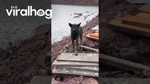 Puppy Rescued from Drainage Channel || ViralHog