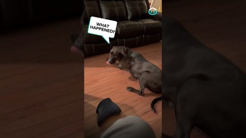 Sleeping Dog Falls Off Couch || ViralHog
