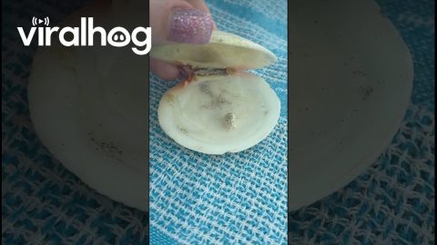 Little Sea Creature in a Shell || ViralHog