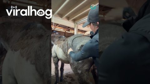 De-Shedding a Horse || ViralHog