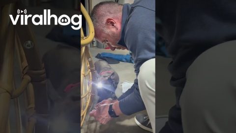 Frenchie Helping With the Light || ViralHog