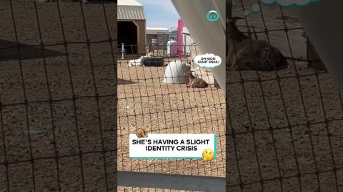 Goat Moves Its Mobile Home || ViralHog