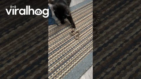 Cat Reacts to Snake That Got Inside || ViralHog