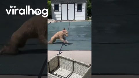 Me No in Trouble, Me Having Fun || ViralHog