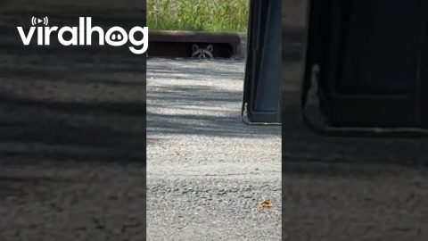 Raccoon in the Sewer Drain || ViralHog
