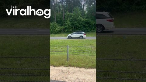 Kangaroo on the Interstate in Auburn, Alabama || ViralHog