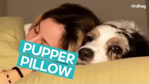 Dog Wants To Be A Pillow || ViralHog