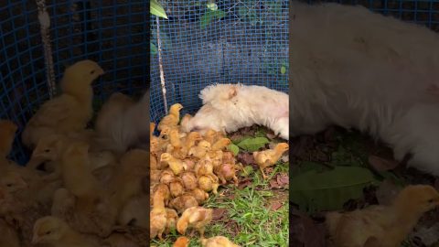 Puppy Has Huge Love for Little Friends || ViralHog