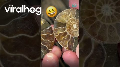 Ammonite Cut Open || ViralHog