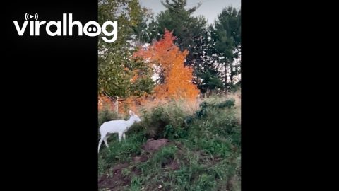 White Deer on NMU's Campus || ViralHog