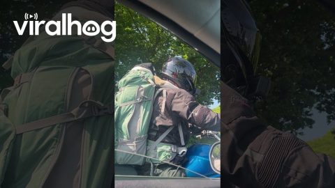 Bulldog Rides In Biker's Backpack || ViralHog