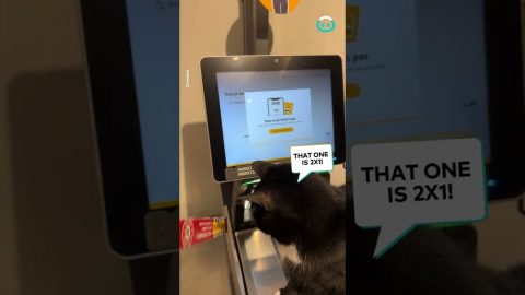 Kitty Works Security At The Register || ViralHog