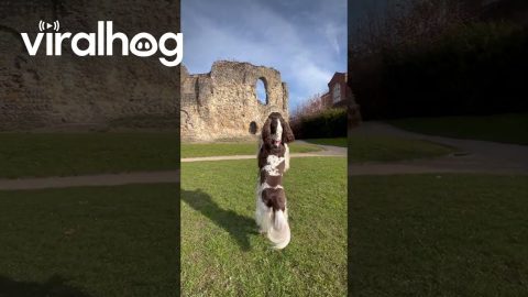 Bouncing Bonnie Dog Tours Reading Abbey Ruins || ViralHog