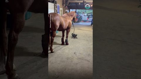Horse Tosses Rope To Entertain Cat || ViralHog