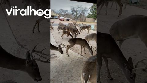 Hungry Deer Herd Beg for Corn Mixture || ViralHog
