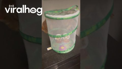 Cat Yearns To See Butterfly Growing Kit || ViralHog