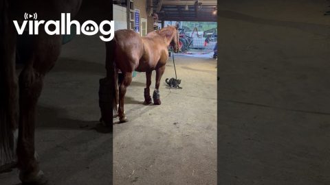 Horse Tosses Rope To Entertain Cat || ViralHog
