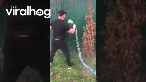 Painting The Hedges Green || ViralHog