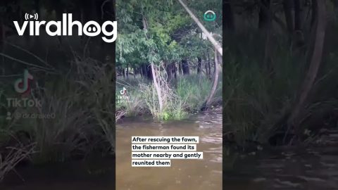 Saving a Drowning Baby Deer || ViralHog