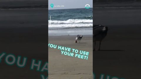 Seagull Plays Soccer || ViralHog