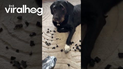 Dog Chews Up Favorite Flip Flops || ViralHog