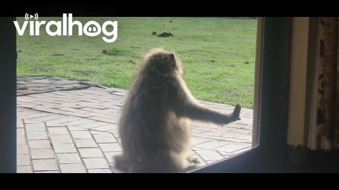 Chacma Baboon Tests Door Handle || ViralHog