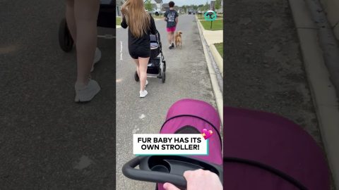 Tiny Moms on a Mission || ViralHog