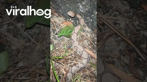Can You Spot a Snake? || ViralHog