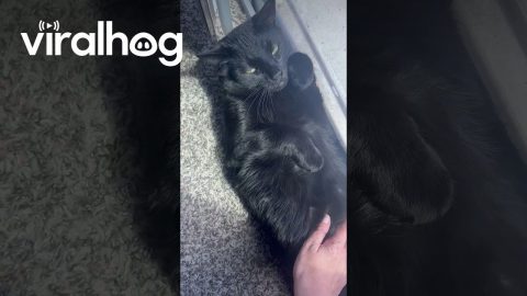 Sunbathing Kitty Blocks Dogs' Doorway || ViralHog